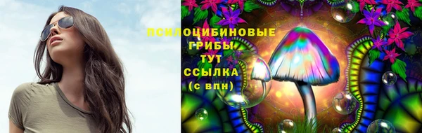 apvp Алзамай